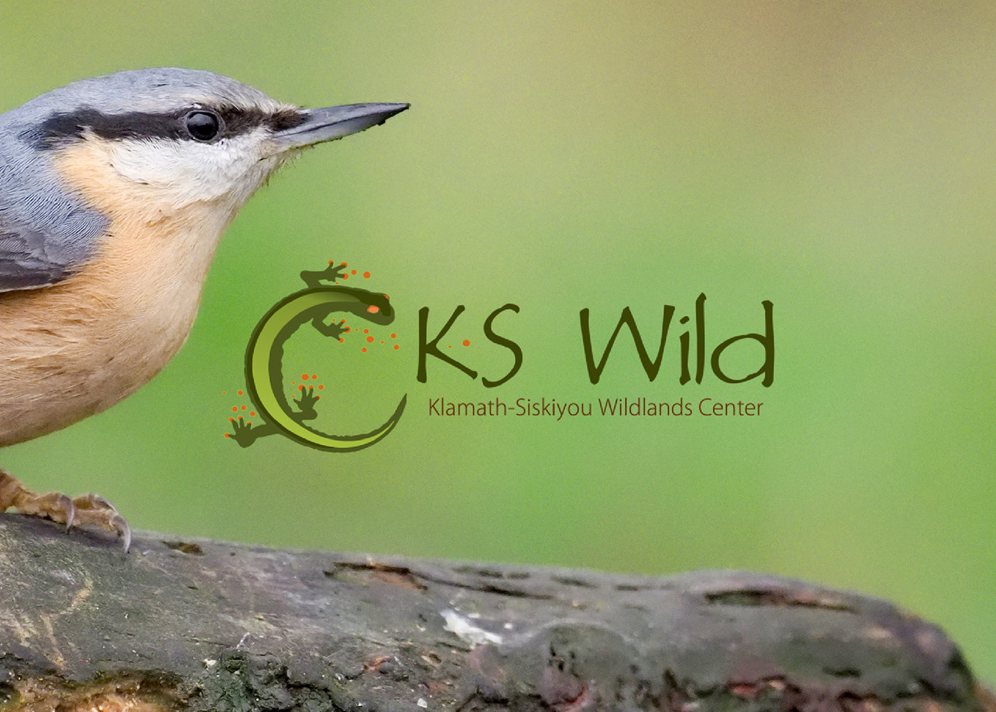 A "KS Wild" "Klamath - Siskiyou Wildlands Center" logo overlayed on a photo of a bird on a branch.